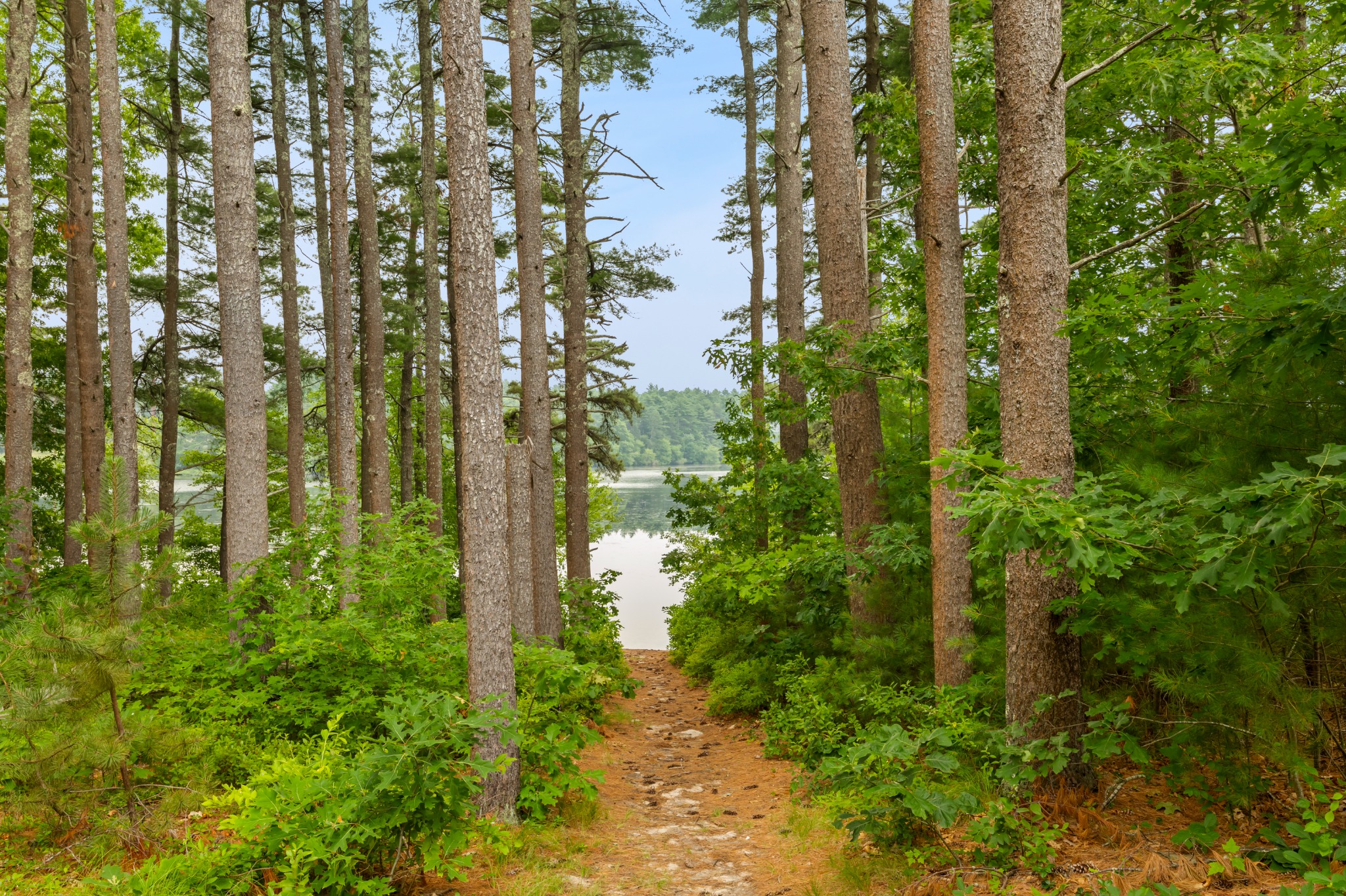 Wooded path leading to Tihonet Pond